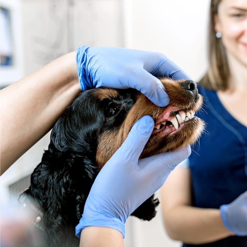 Dog Gets Dental Care in Diamond Bar