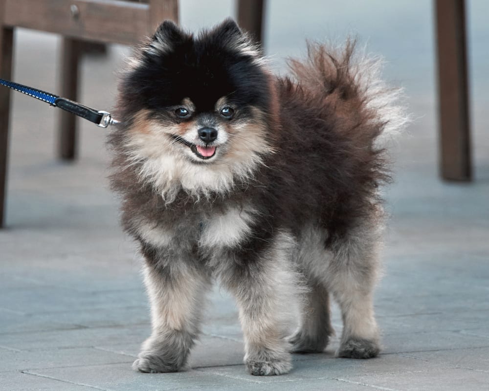 Welcome to Our Diamond Bar Animal Hospital